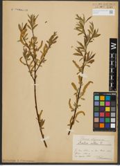 Foto von Salix alba L.